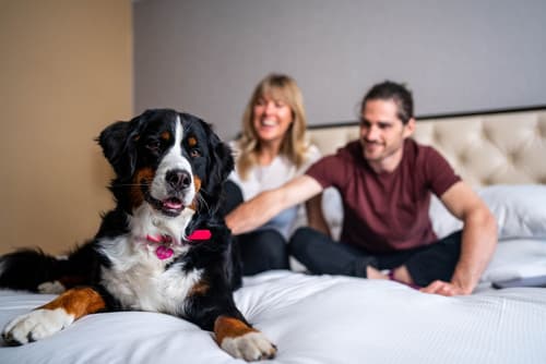 Hilton Whistler Resort & Spa, Room