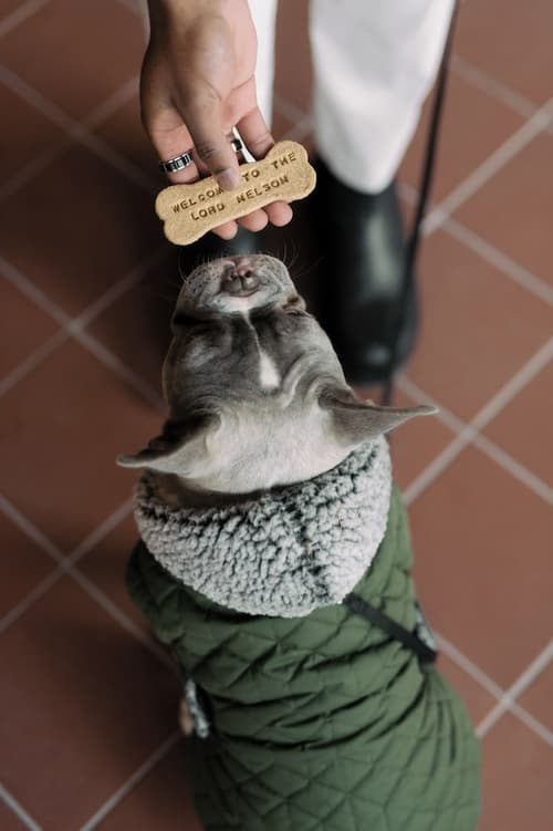 The Lord Nelson Hotel & Suites, Pet-friendly