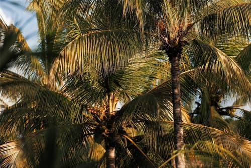 One&Only Le Saint Géran, View from room