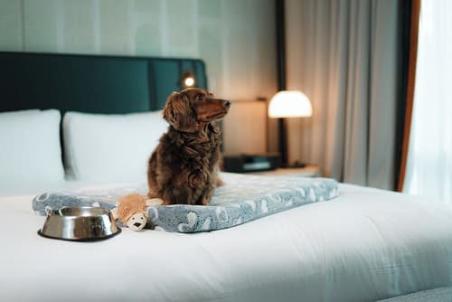 Sofitel Montreal Golden Mile, Room