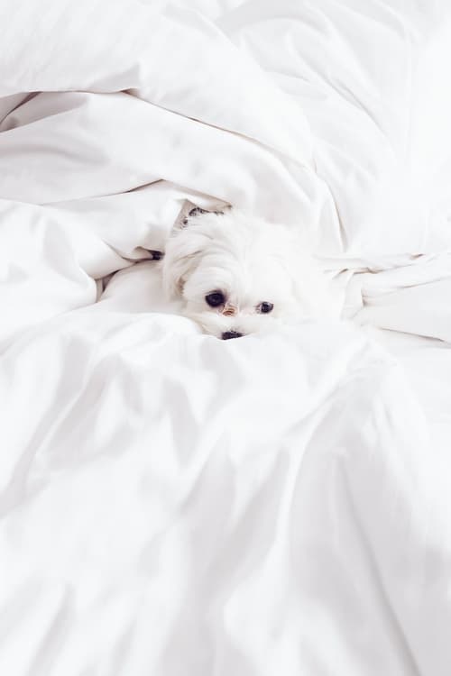 Loews Miami Beach Hotel – South Beach, Room