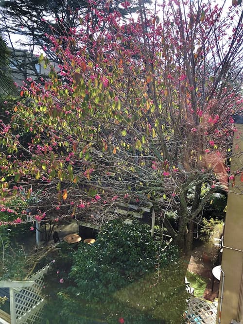 The Devereux Boutique Hotel, Garden view