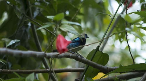 Ara Ambigua Lodge, Property amenity