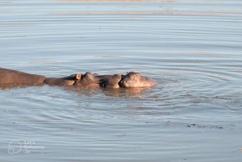 Safari Lodge - Amakhala Game Reserve, Game viewing