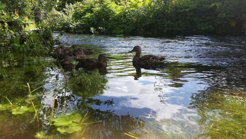 Árból Guesthouse, Property grounds