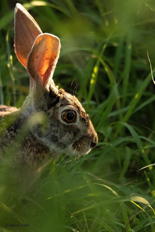 Baobab Ridge Private Lodge, Miscellaneous