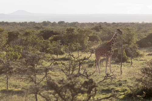 Kananga Special Tented Camp, Game viewing