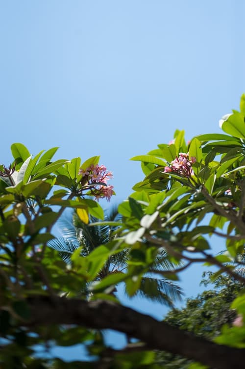 Heart Hotel and Gallery Whitsundays, Garden