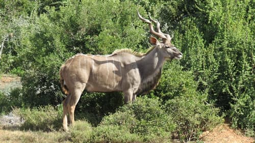 Kudu Ridge Game Lodge, Property grounds