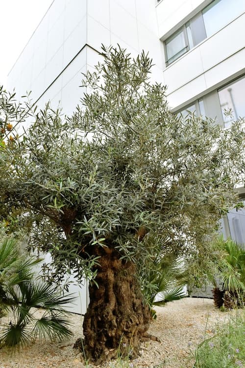 Best Western Plus Central Park Hotel & Spa, Garden