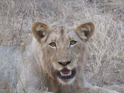 Sausage Tree Safari Camp, Safari