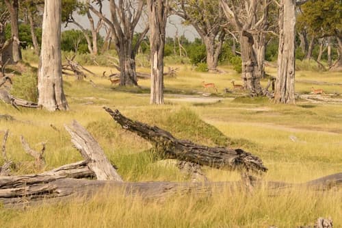 Third Bridge Mobile Camp, Safari