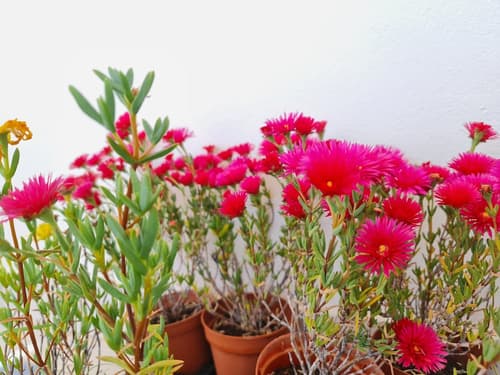 Sunlight House, Terrace/patio
