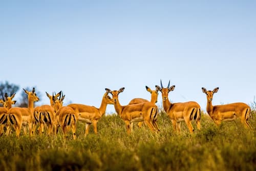 Elephants Lodge - Bellevue Forest Reserve, Game viewing