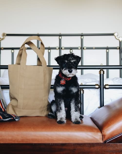 Chicago Athletic Association, a Hyatt Hotel, Room