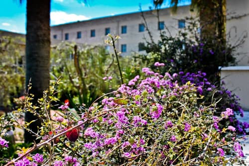 Hotel Majesty, Garden