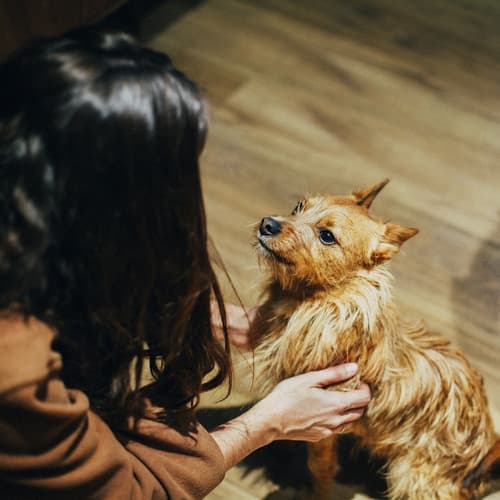 Petit Palace Museum, Pet-friendly