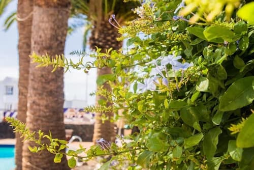 Apartamentos Los Tulipanes, Property grounds