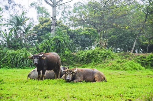 Hoang Giang Homestay, Terrace/patio
