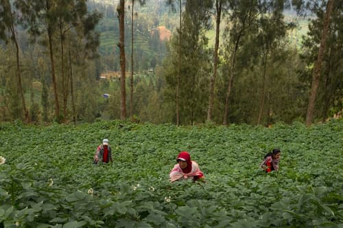 Plataran Bromo, Ecotours