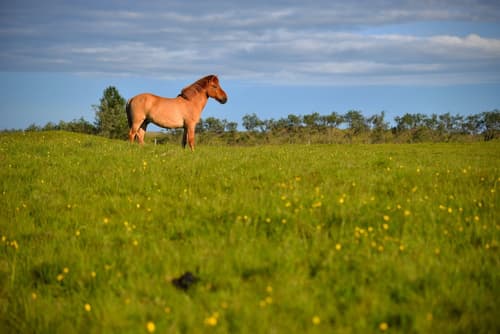 Klausturhof Guesthouse, Property grounds