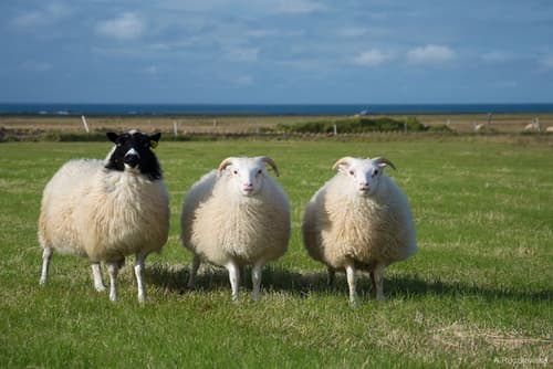 Hótel Búrfell, Pet-friendly