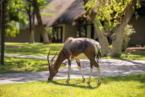 Mokuti Etosha, View from room