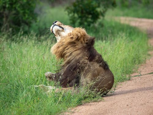 Honeyguide Tented Safari Camps - Mantobeni, Ecotours