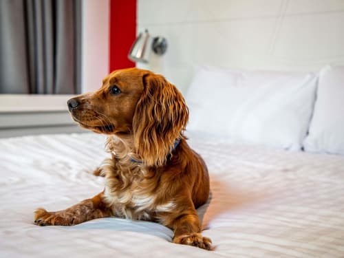 Ibis Styles Glasgow Central, Room