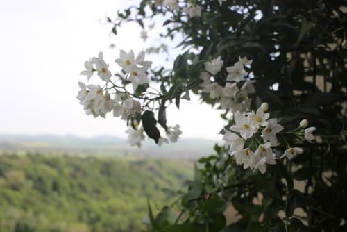 Hotel Orazio, Property grounds