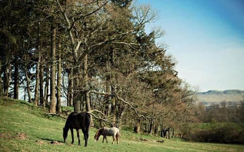 Kip in the Kirk, Land view from property