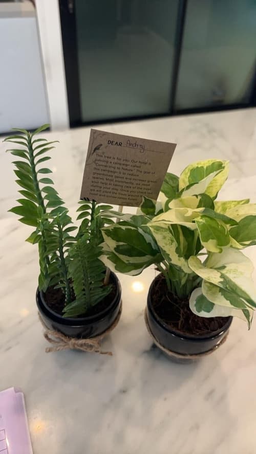 The Experience Walking Street Chiang Mai, Reception