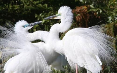 Bella Vista Motel Franz Josef Glacier, Game viewing