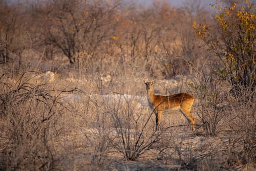 Etosha Trading Post, Game viewing