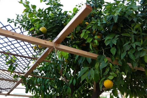 Aladdin's Hostel, Garden