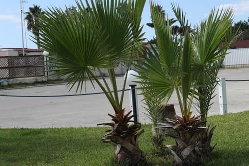 Torquemada Beach Club, Property grounds