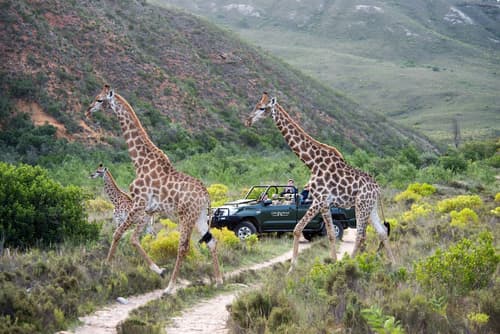 Gondwana Game Reserve, Primary image