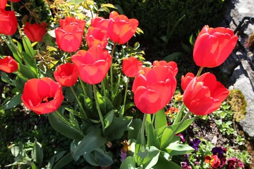 Chalet Queenstown, Property grounds