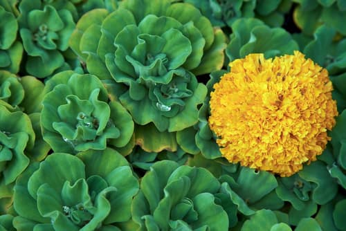 Komaneka at Rasa Sayang, Garden