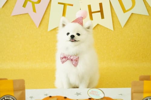 Holiday Inn Express Manhattan Times Square South by IHG, Pet-friendly