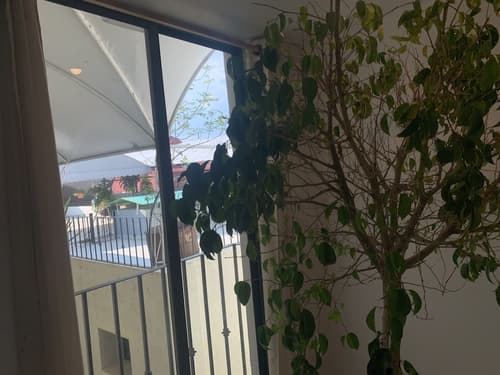 Hotel Escala Puebla Centro, Terrace/patio