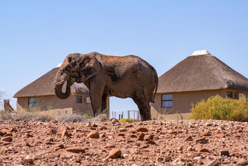 Palmwag Camping2Go, Game viewing
