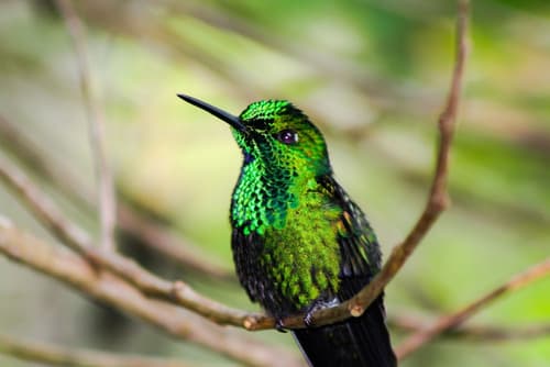 River Nest Lodge Costa Rica, Exterior