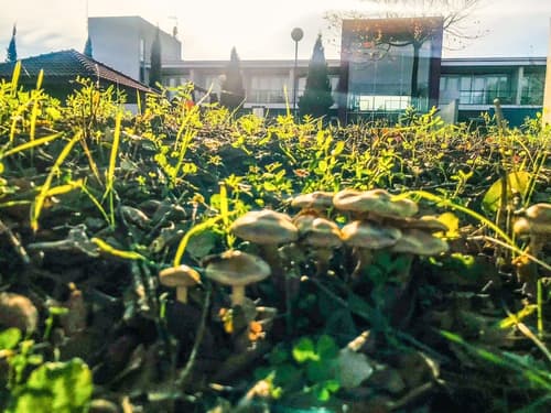 Hotel Santa Margarida, Garden