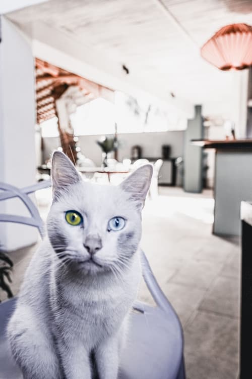 Sous le Badamier, Reception