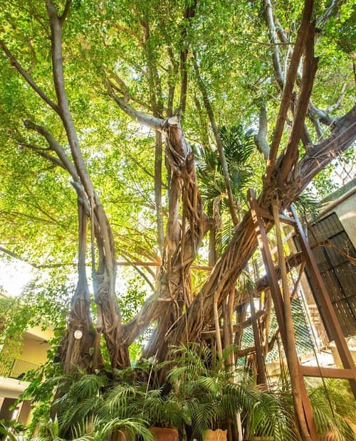 Acqua In Bocca, Garden