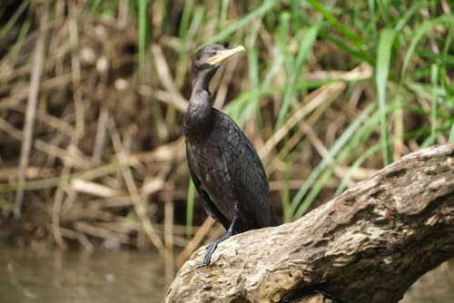 Iguanitas Lodge, Boating