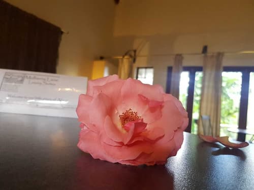 Mulberry Lane Suites, Room