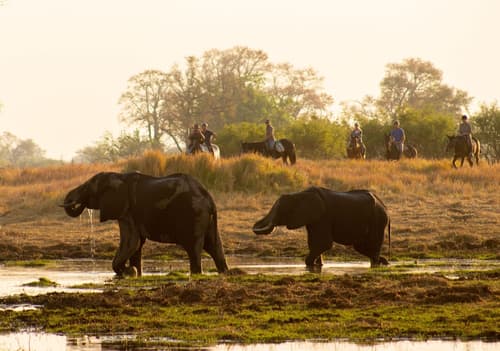 Cha Cha Metsi, Safari