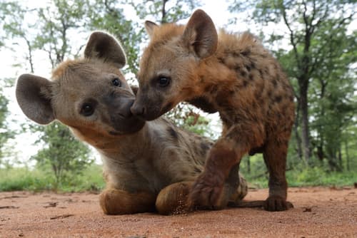 Cha Cha Metsi, Primary image